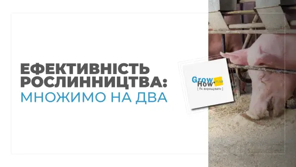 «Глобино» поділилось секретами прибуткового свинарства