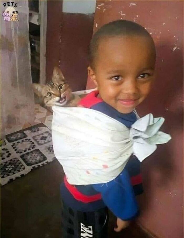 51 фото котів, що роблять що заманеться 23