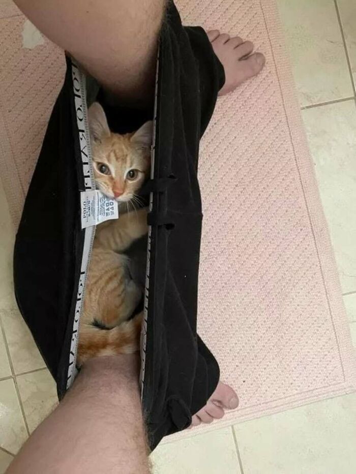51 фото котів, що роблять що заманеться 40