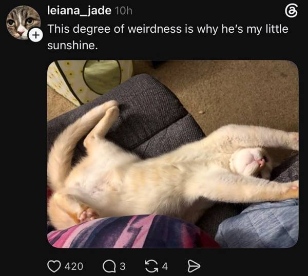 Наймиліші та найсмішніші котики тижня в Threads 30 Наймиліші та найсмішніші котики тижня в Threads 30