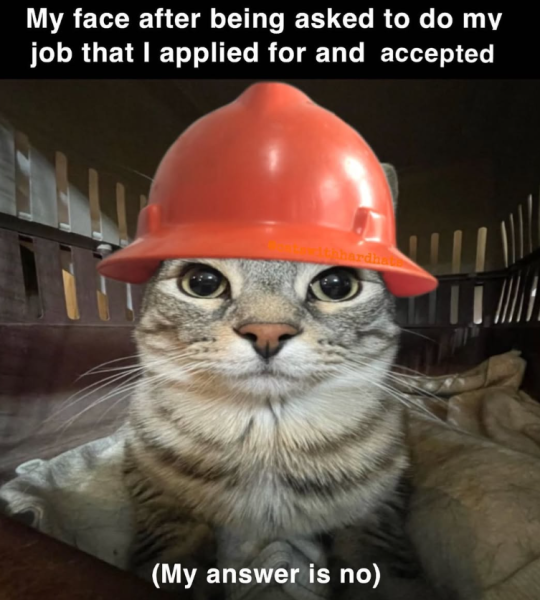 22 котячих мемів, що зарядять вас позитивом на весь тиждень 29