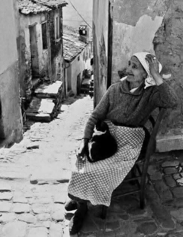Коти-зірки: 30 архівних фото, що доводять: вони завжди крали шоу 36