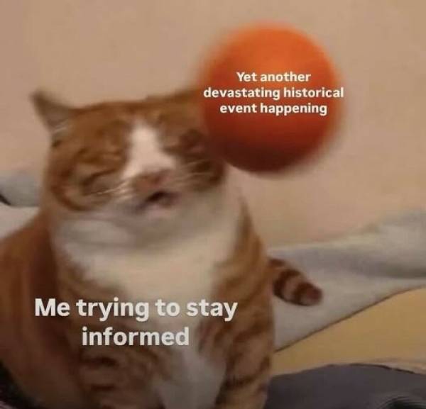 30 порцій котячих приколів для сором'язливих, які бажають обіймати свого пухнастика усі вихідні 44