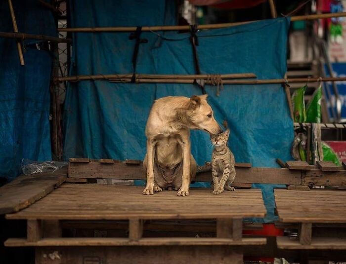 23 фото вуличних котів, що розтоплять твоє серце 10
