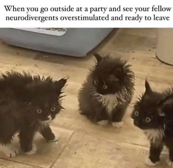 30 порцій котячих приколів для сором'язливих, які бажають обіймати свого пухнастика усі вихідні 41