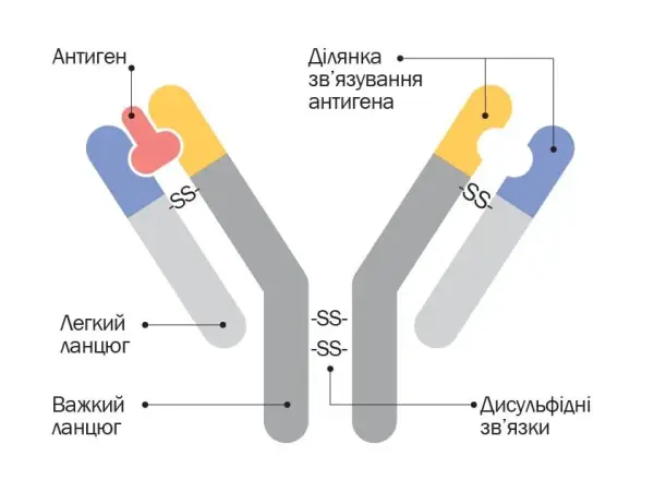 Молозиво: що корисного таїться у перших краплях молока 7