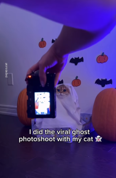 Помаранчевий кіт став зіркою містичної фотосесії, але виглядає надто мило, щоб лякати 23 Помаранчевий кіт став зіркою містичної фотосесії, але виглядає надто мило, щоб лякати 23
