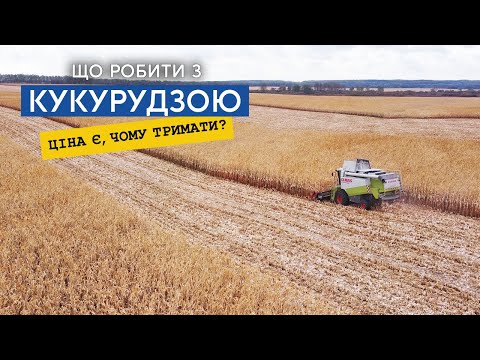 Кукурудза-2025: врожай буде, а продажів – ще не факт 8