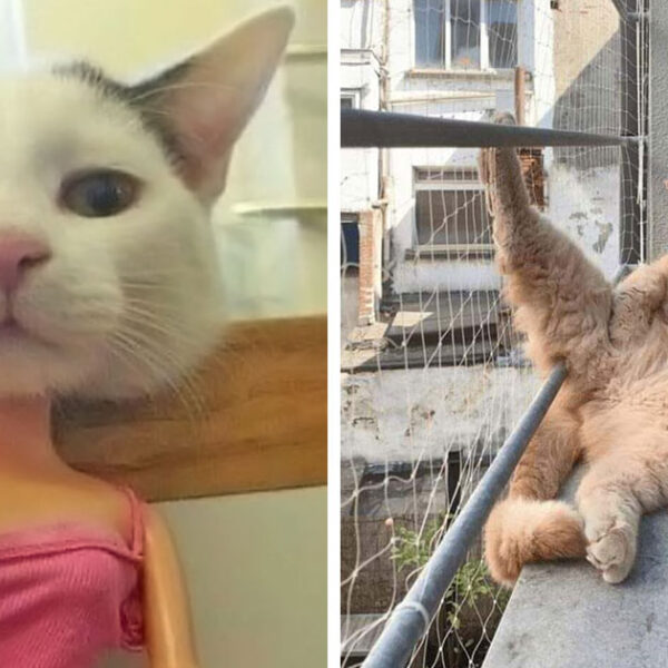 51 фото котів, що роблять що заманеться