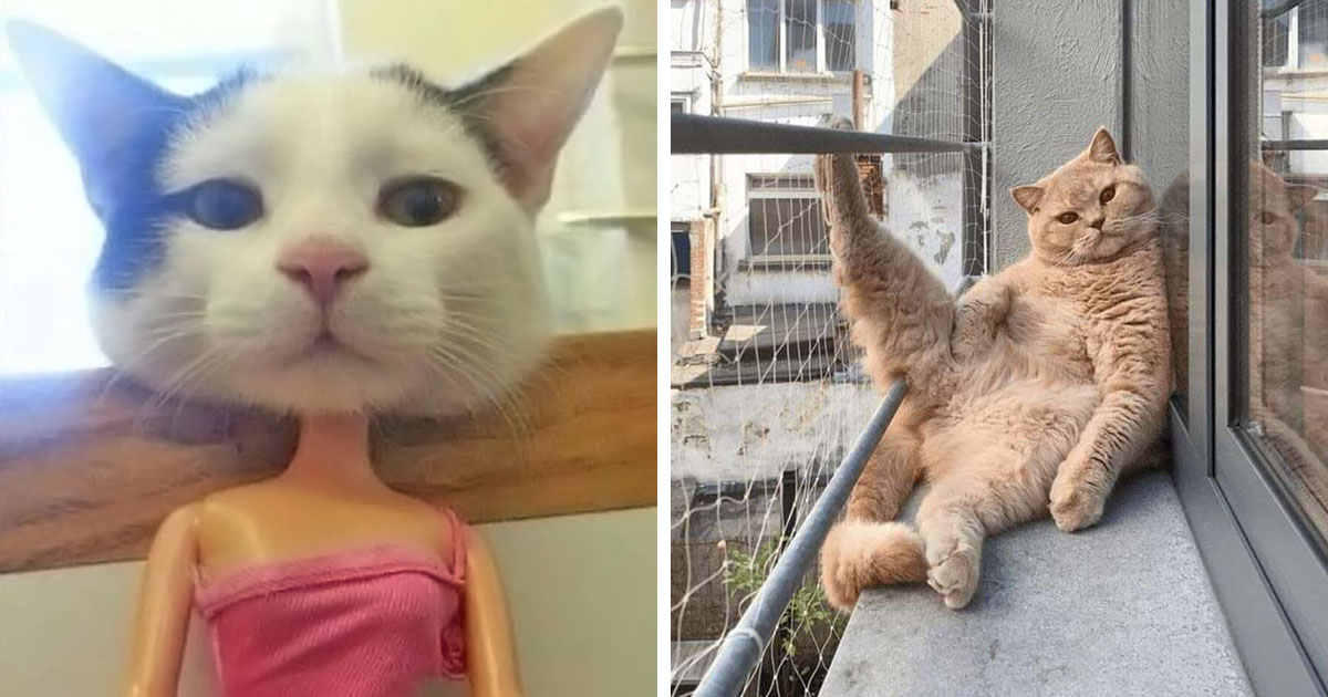 51 фото котів, що роблять що заманеться 22