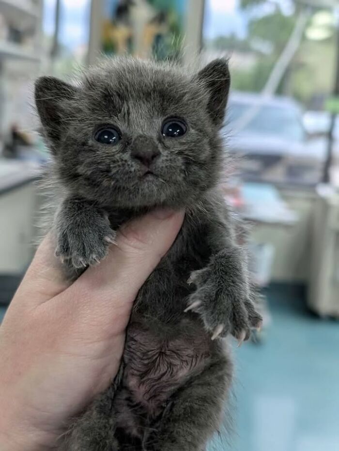 45 фото котів, що перетворили похід до ветеринара на комедію 15