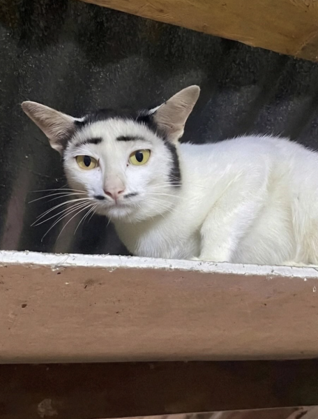 27 котів з дивовижними та рідкісними візерунками хутра 22
