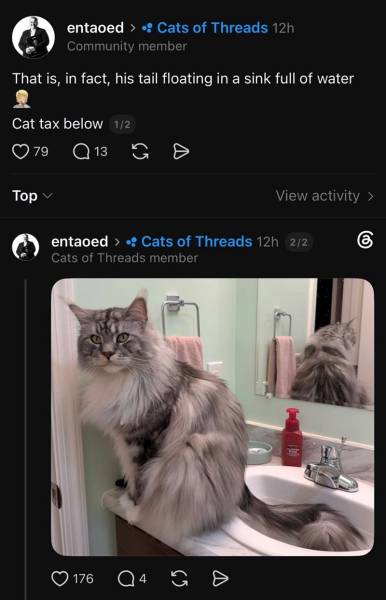 Наймиліші та найсмішніші котики тижня в Threads 39 Наймиліші та найсмішніші котики тижня в Threads 39