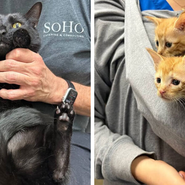 45 фото котів, що перетворили похід до ветеринара на комедію