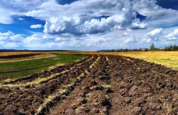 Земля на Черкащині: де продається за копійки, а де – золота жила