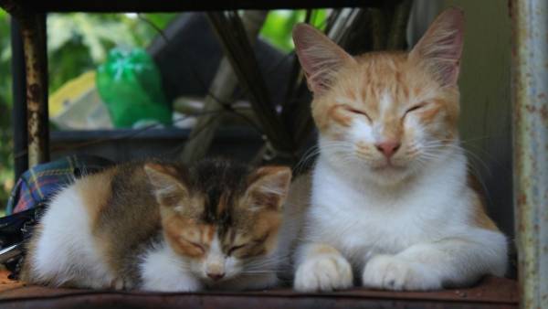 Як коти виховують своїх дітей: цікаві факти про котяче материнство