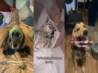 Чи мем «Румпельштільцхен в кросівках» створений штучним інтелектом? 9 Чи мем «Румпельштільцхен в кросівках» створений штучним інтелектом? 9