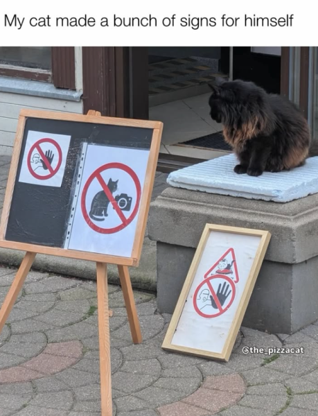 Коти, що нагадують про дитинство: ностальгійні меми для дорослих 38 Коти, що нагадують про дитинство: ностальгійні меми для дорослих 38