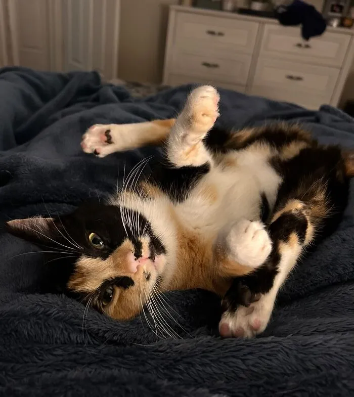 73 господарі поділилися найдивнішими та найсмішнішими позами своїх котів 29