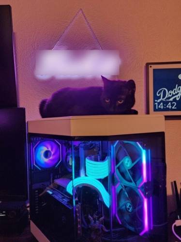 Не приучайте кошку играть за компьютером (10 фото)